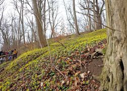 Winterlinge  Gelbe Pracht In Jena 2024 20
